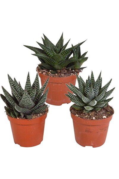EGZOTİKBAHÇE Büyük Boy 3 Adet Hawortia Succulent Özel Çeşit Haw.(limifolia,fa...