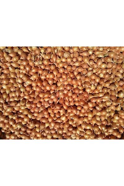 cicekfidantohumbitki Minik Kuru Soğan Kıskası 500 gram