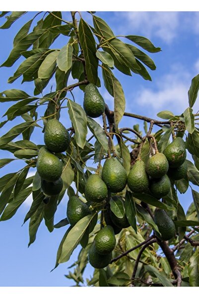 Akdeniz Toprağı Avokado Mini Boy 10 Adet (50-100) gr
