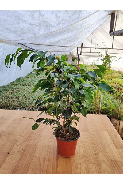 Genel Markalar Ficus Benjamina Danielle Benjamin Ev-ofis-iç Mekan Salon Bitkisi 15 Cm Saksıda 30-40 Cm Arası