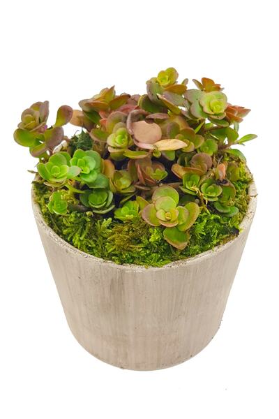 çiçekseli Vintage Seramik Saksıda Sedum & Dekoratif Bitki Canlı Bitki Sukulent & Salon Cicegi 10-15 Cm