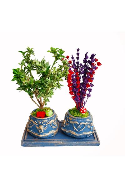 çiçekseli Bonsai Ağacı Euonymus Ve Lavanta Beton Saksıda 2'li Set Kokulu Çiçe...
