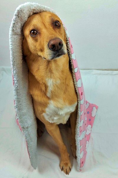 UTDpet Fluffy Dog Blanket/floor Mat Pink