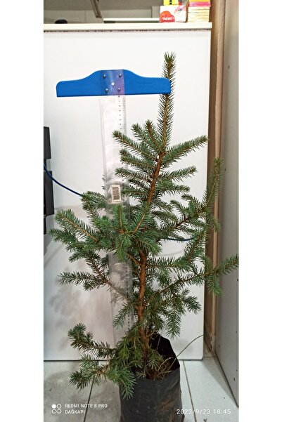 LADİN Mavi Çam Fidanı