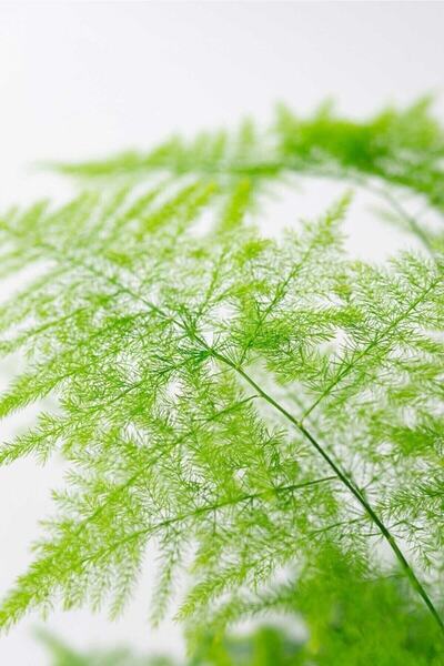 serada decor & plant Asparagus Setaceus - Tül Çiçeği - Kuşkonmaz - Ev Ofis Salon Iç Mekan Bitkisi