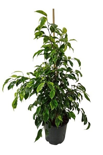 Bitki Fidanım Ficus Benjamin Anastasia 80-100 Cm