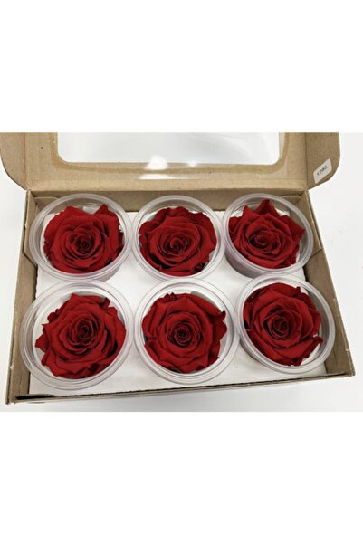Shocked Unfading Rose Xl 6-Pack
