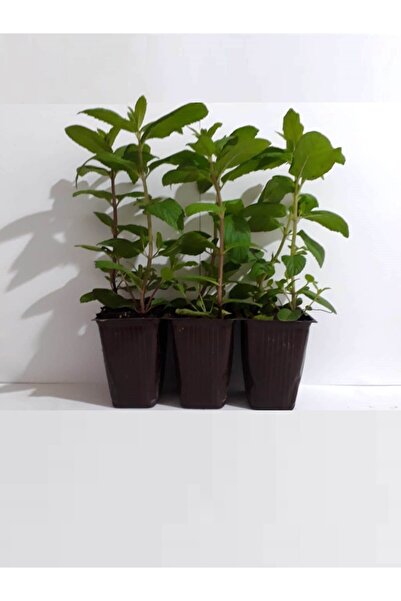 Fide Sepeti Fide Sepeti - NANE FİDESİ (3LÜ AMBALAJ)