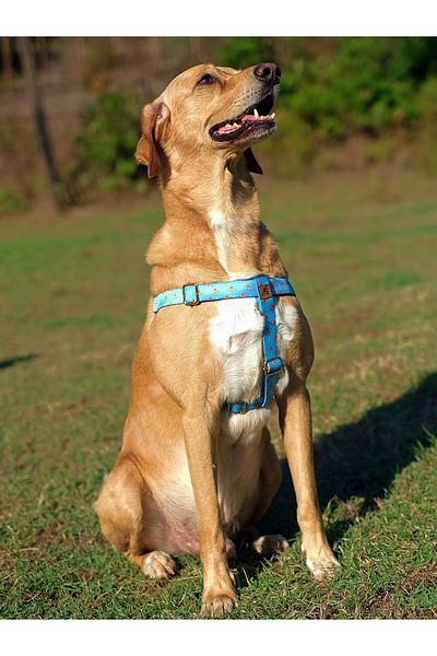 UTDpet Goldie Dog Chest Collar