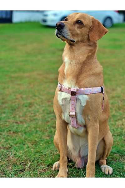 UTDpet Daydream Dog Chest Collar
