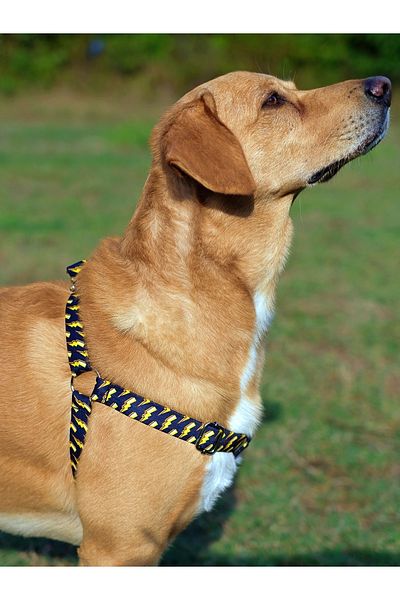 UTDpet Zeus Dog Chest Collar