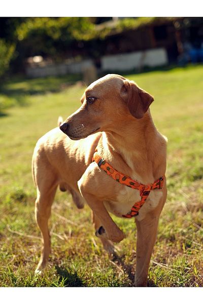 UTDpet Pine Dog Chest Collar