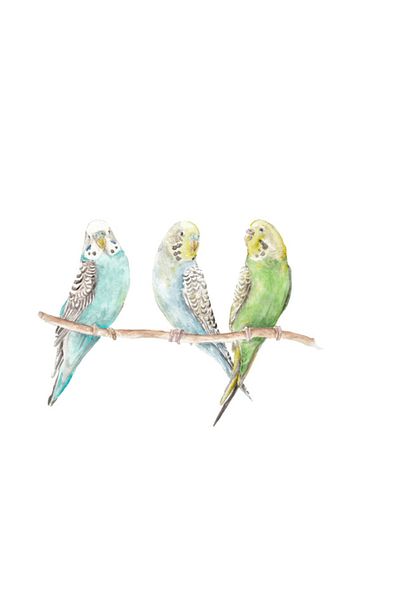 Pixxa Budgie Mug Cup