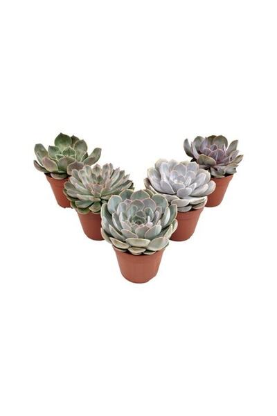 EGZOTİKBAHÇE 5 Adet Özel Sukulent Çeşitleri - Echeveria Çeşitleri 5,5cm Saksıda