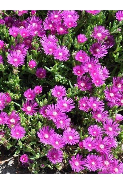 serada decor & plant Acem Halısı 10 Adet Mor Çiçek Açan Yer Örtücü Sukulent M...