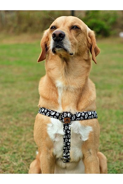 UTDpet Boo Dog Chest Collar