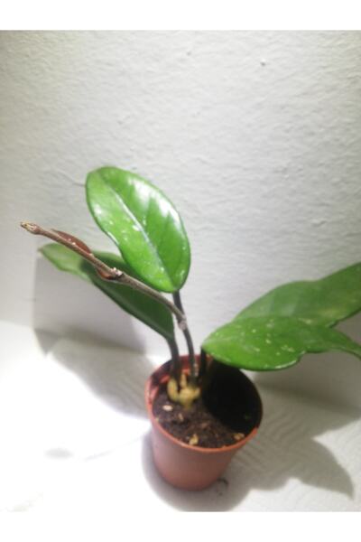 Genel Markalar Hoya Carnosa. Mum Çiçeği