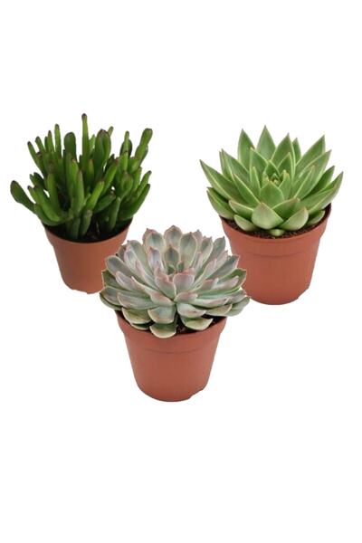 EGZOTİKBAHÇE 3 Adet Özel Sukulent Çeşitleri - Echeveria Çeşitleri 5,5cm Saksıda