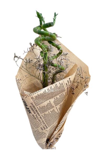 fidanova Bambu Şans Bambusu 3lü 80-100cm