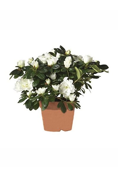 serada decor & plant Videolu 1 Adet Beyaz Açelya Çiçeği 20-40cm Saksılı Çiçek...