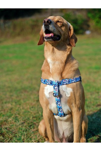 UTDpet Bluedoggy Dog Chest Collar