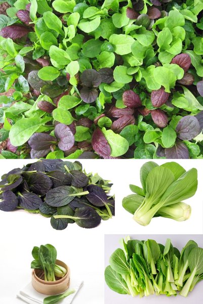 ZENGARDEN EV VE BAHÇE Mini Pak Choi Salata Tohum Karışımı