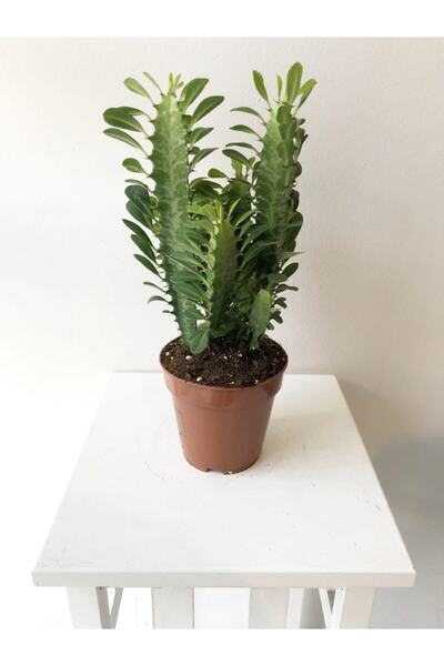 Papatyam Çiçek Euphorbıa Trigona (süt Ağcacı) Kaktüs 30-40 Cm