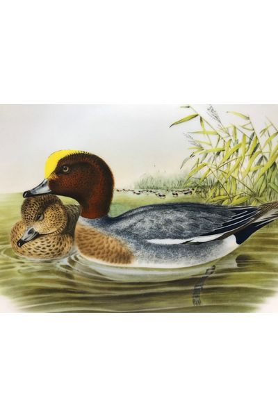 tayfuntufan antika koleksiyon Πλάκα τοίχου Kaiser Porcelain Emperor Ducks 19,5 cm Διάμετρος - 2