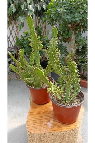 Ustapeyzajhasankurt Kaktüs Opuntia Subulata