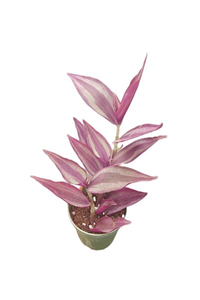 ÇİÇEKFLİX Telgraf Çiçeği Nanouk Kırmızı Bordo 5.5cm Kaktus Sukulent