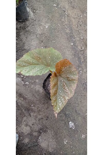 Genel Markalar Çilli Begonya