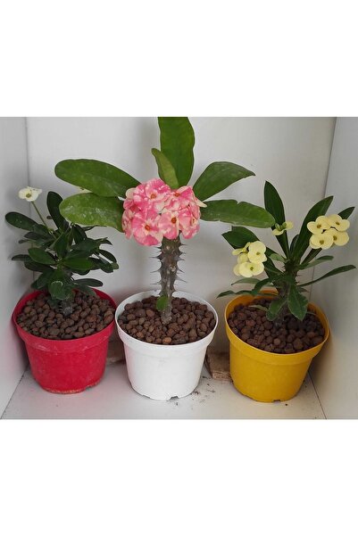 Pagoda Farklı Renlerde Üç Adet Saglıklı Dikenler Tacı(10,5 Cm Saksı)