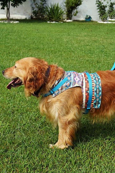 Patipatron Anti-Escape Dog Chest Collar Set Small Breed and Large Breed Dog Walking Collar