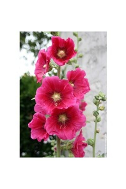 bahçevilya Bahçevilya Aynı Safa Nergiz Gül Hatmi Top Fesleğen Karagöz Kadife ...