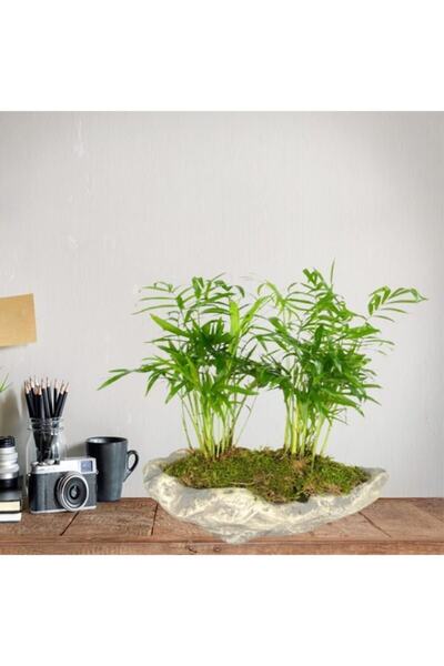 Çiçek Butiq Dağ Palmiyesi Ormanı Ağaç Kabuğu Beton Saksılı