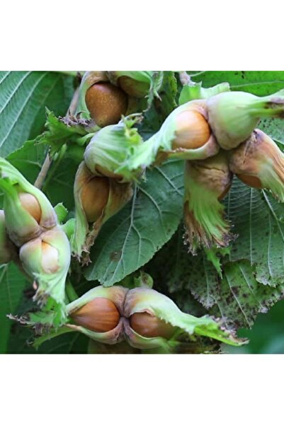 Mutlu Paket Tüplü Verimli Geleneksel Giresun Yağlısı Fındık Fidanı