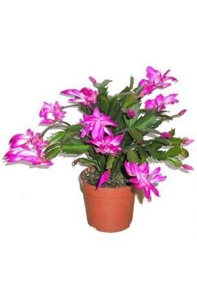 Genel Markalar Yılbaşı Kaktüsü Schlumbergera Truncata Christmas Cactus Ev Bit...