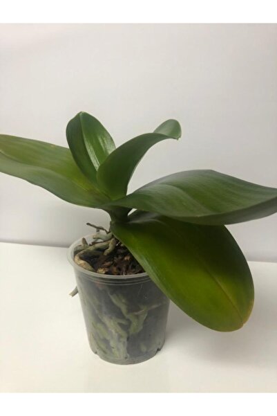 trendbitki Yeşil Çiçeksiz Orkide Bitkisi