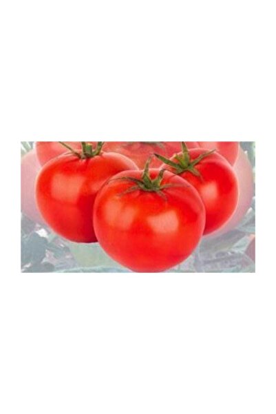 Arzuman Tohum H-2274 Domates Tohumu
