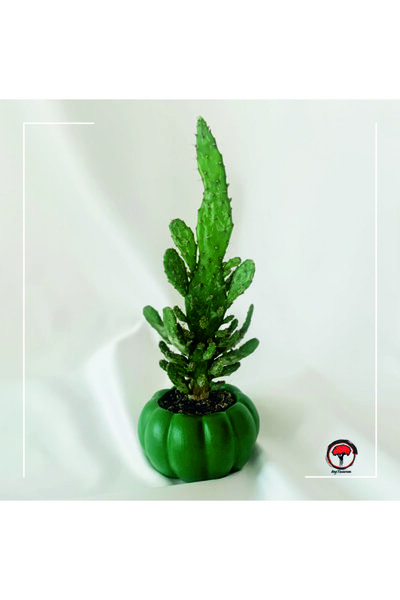 Beg Tasarım Yeşil Balkabağı Kaktüs Ve Sukulent Saksı