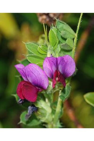 Asenya Adi Fiğ Tohumu 3 Kg Adi Fiğ Yem Bitkisi Tohumu Fiğ Tohumu Yem Bitkileri