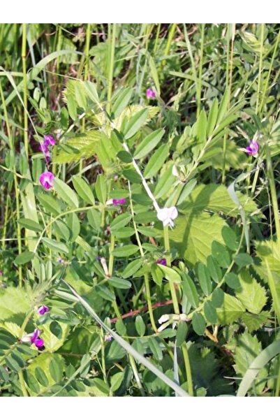 Doğalsan Tarım Adi Fiğ Tohumu 10 Kg Yem Bitkisi Tohumu Yem Bitkileri Tohumu Tohum Çeşitleri Fiğ Tohumu Çeşitleri