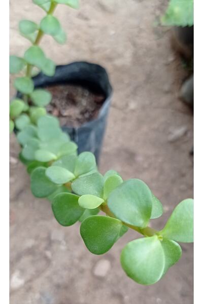 NisaBebe Para Çiçeği 3 Adet