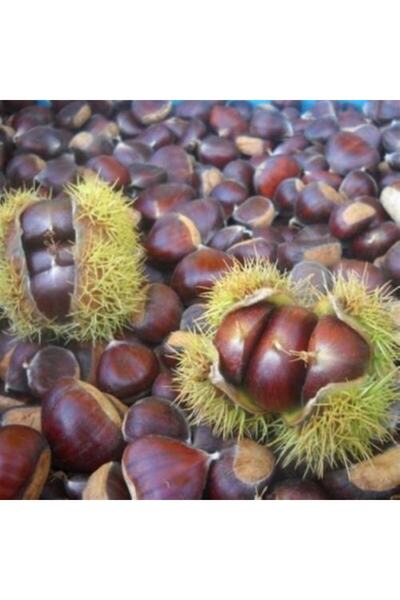 YerliOrganik Iri Boy Kestane Zonguldak Yöresinden 1 kg