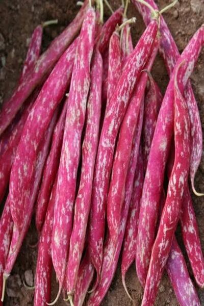 TohumGübre 100 Adet Sırık Fasulye Barbunya Tohumu + Hediye Üzüm Fidanı Tohumları