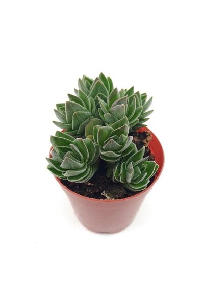 kaktuskent Crassula Budha Temple Sukulent - 5.5 Cm Saksı