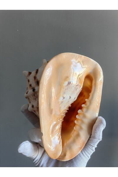 Seashell Rio Deniz Kabuğu : Cassis Cornuta / 16 Cm
