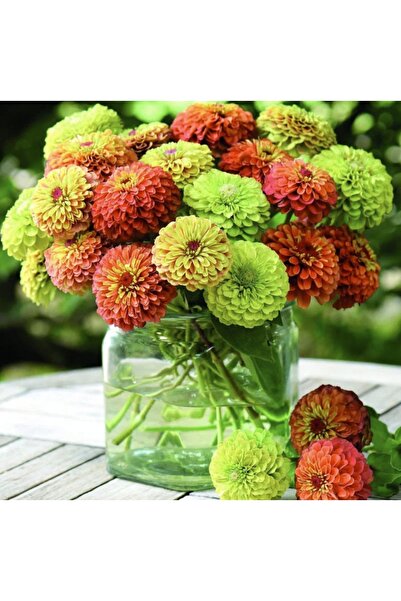 Tohum Dünyam 10 Adet Zinnia Elegans Tohumu