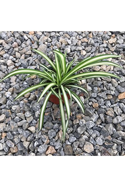 izmur tesbih Kurdela 12'lik Saksıda Canlı Çiçek