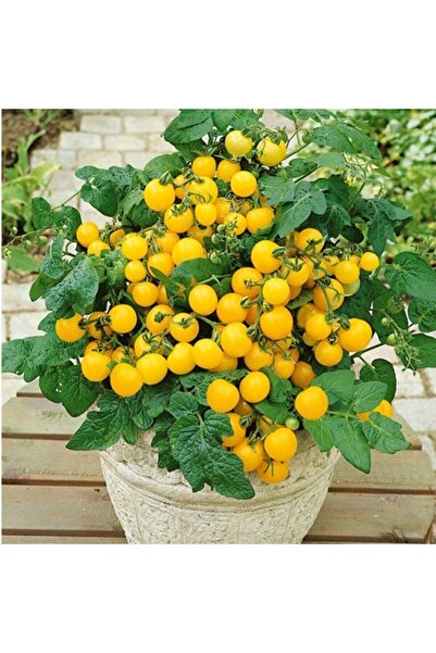 Köy Tohumları 20 Adet Tohum Saksılık Sarı Çeri Cherry Domates Tohumu Organik ...